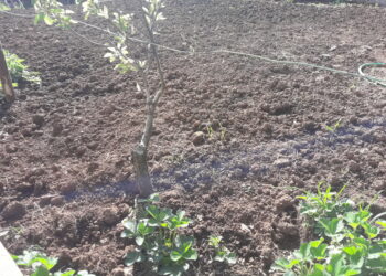 terre-incolte-al-sud-arriva-il-bando-da-3-milioni