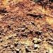 agricoltura-limportanza-potenziale-delle-terre-pubbliche