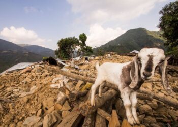 terremoto-anche-la-zootecnia-al-collasso