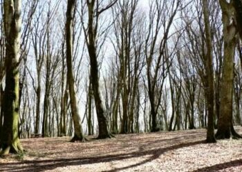 giornata-mondiale-delle-foreste-con-il-nuovo-testo-unico-forestale