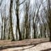 giornata-mondiale-delle-foreste-con-il-nuovo-testo-unico-forestale