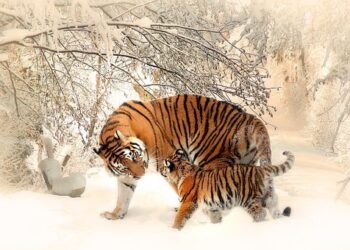 ambiente-come-e-stato-il-2018