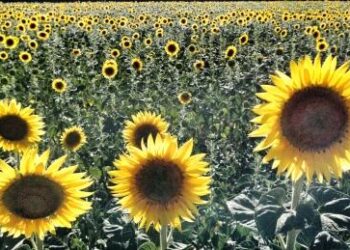 expo-innovazione-agricola-se-ne-parla-domani-a-firenze