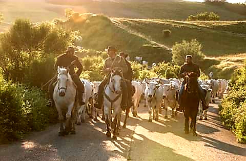 transumanza-riconoscimento-unesco-molto-vicino