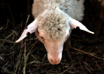 la-transumanza-si-appresta-a-diventare-patrimonio-culturale-immateriale-dellumanita