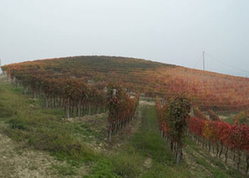 agricoltura-trattori-piu-stretti-e-costi-crescenti