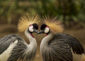 europa-uccelli-a-rischio-scomparsa