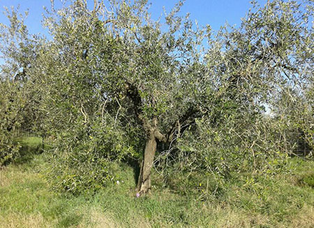 killer-degli-ulivi-le-ipotesi-si-moltiplicano