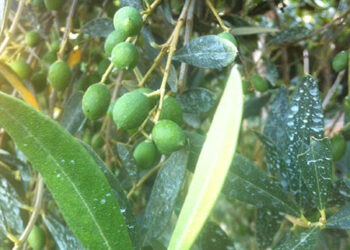 la-forestale-contro-la-xylella