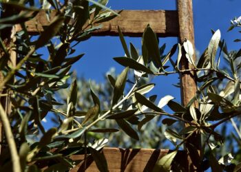 olivicoltura-uci-bene-decreto-per-sostegno-accoppiato-in-favore-delle-aree-colpite-da-xylella