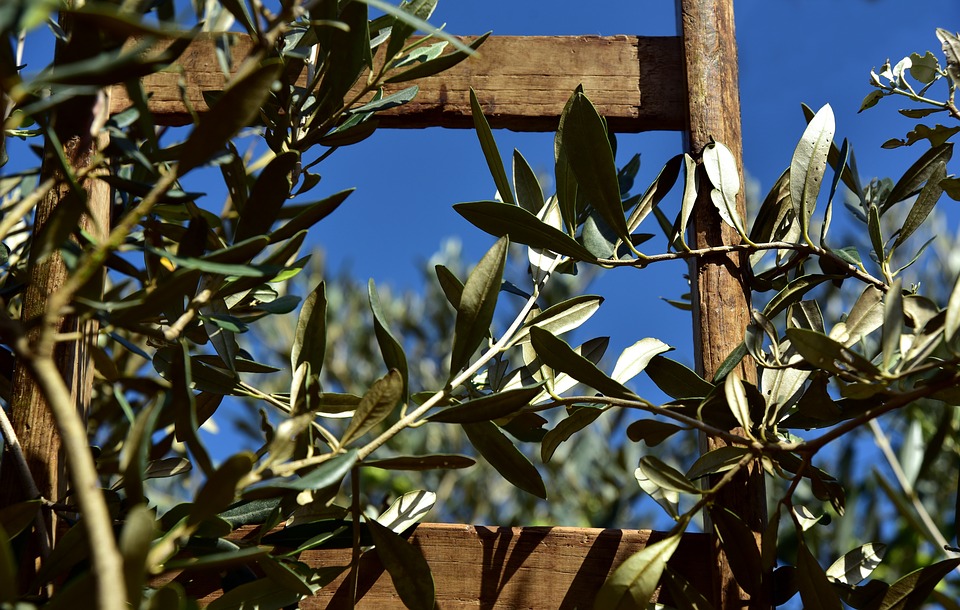 olivicoltura-uci-bene-decreto-per-sostegno-accoppiato-in-favore-delle-aree-colpite-da-xylella