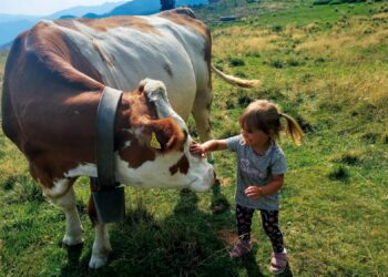 valsugana-iniziativa-per-valorizzare-i-pascoli