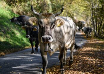zootecnia-sale-il-costo-delle-materie-prime