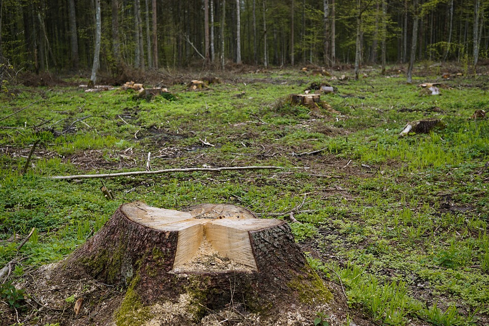 vaia-fotocronaca-di-un-disastro-ambientale