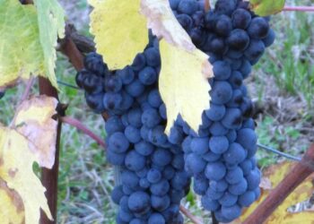 vino-futuro-a-rischio-per-via-del-climate-change