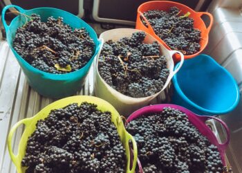 mipaaf-pronto-il-vademecum-vendemmiale