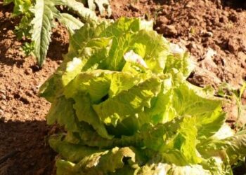 veneto-psr-proroga-scadenze-nella-presentazione-delle-domande