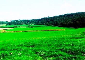 verde-urbano-vince-il-nord