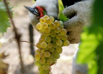 il-vermentino-nelle-dimore-storiche-di-castelnuovo-magra