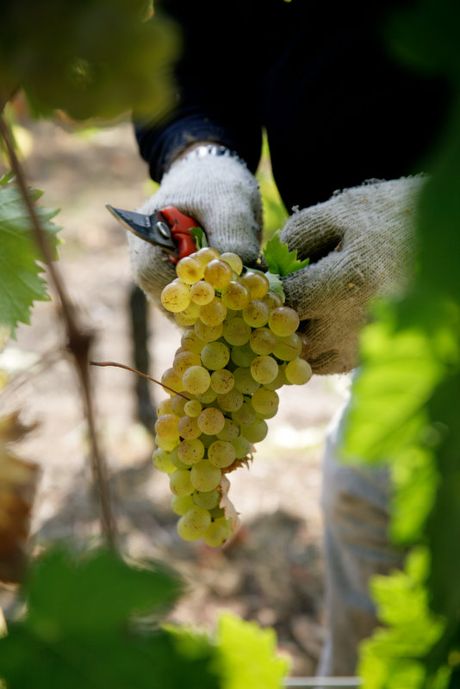 il-vermentino-nelle-dimore-storiche-di-castelnuovo-magra