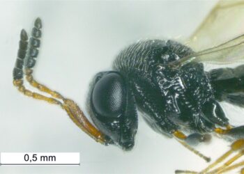 vespa-samurai-tra-un-mese-i-primi-lanci