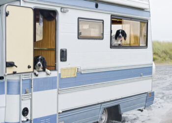 giornata-internazionale-dei-diritti-degli-animali-dal-treno-al-camper-in-viaggio-con-i-pet