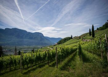 arriva-la-tutela-per-i-vigneti-storici-ed-eroici