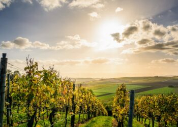 vitivinicolo-ed-ortofrutticolo-bruxelles-vara-piano-di-aiuti-straordinari