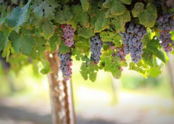 vino-entro-fine-2023-la-legge-quadro-ue-sulla-sostenibilita