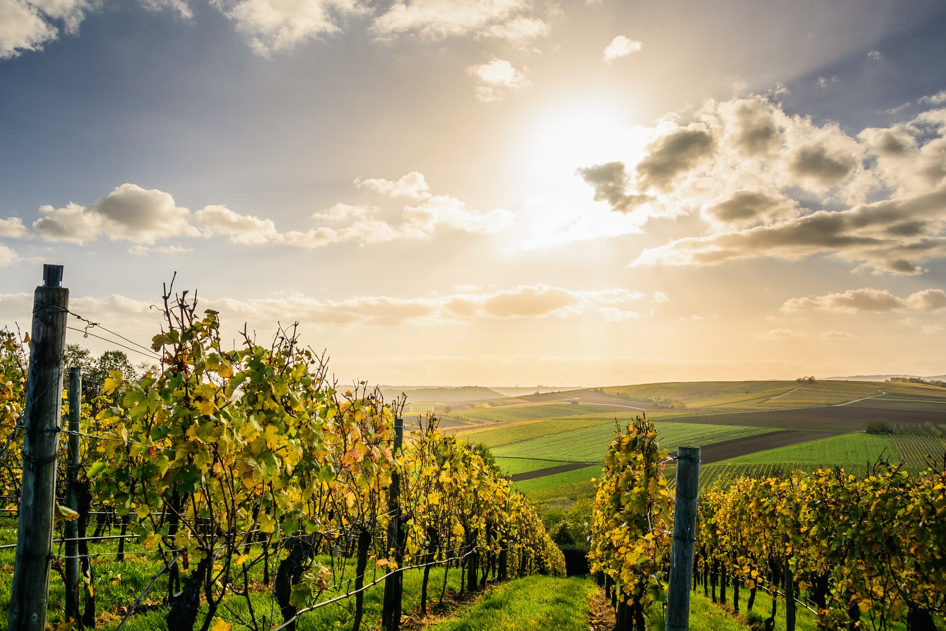 vitivinicolo-ed-ortofrutticolo-bruxelles-vara-piano-di-aiuti-straordinari