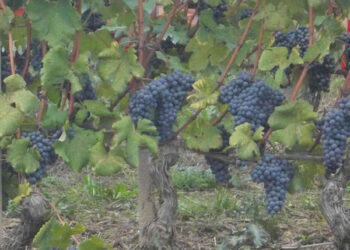 Vino: incontro tra Paesi europei