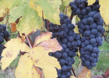 vino-italiano-lexport-tiene-ma-ci-vuole-cautela