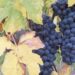 vino-italiano-lexport-tiene-ma-ci-vuole-cautela