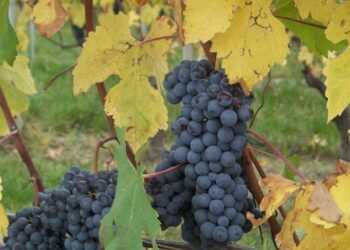 il-successo-del-vino-vegano