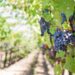la-vite-il-vino-e-il-cambiamento-climatico