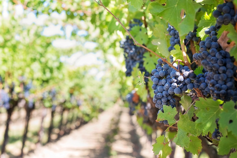 la-vite-il-vino-e-il-cambiamento-climatico