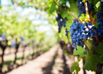 coronavirus-le-novita-nel-vitivinicolo