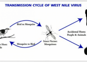 i-virus-portati-dal-cambiamento-climatico
