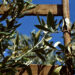 xylella-chiesto-stato-di-calamita-anche-per-la-provincia-di-taranto