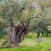 xylella-300-milioni-entro-lanno
