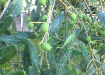 xylella-martina-va-a-bruxelles