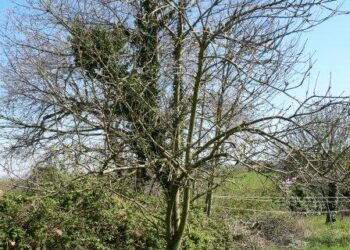 sardegna-contro-la-xylella-in-atto-controlli-in-vivai-e-porti