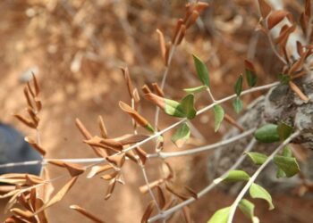xylella-bruxelles-apre-al-reimpianto-di-ulivi