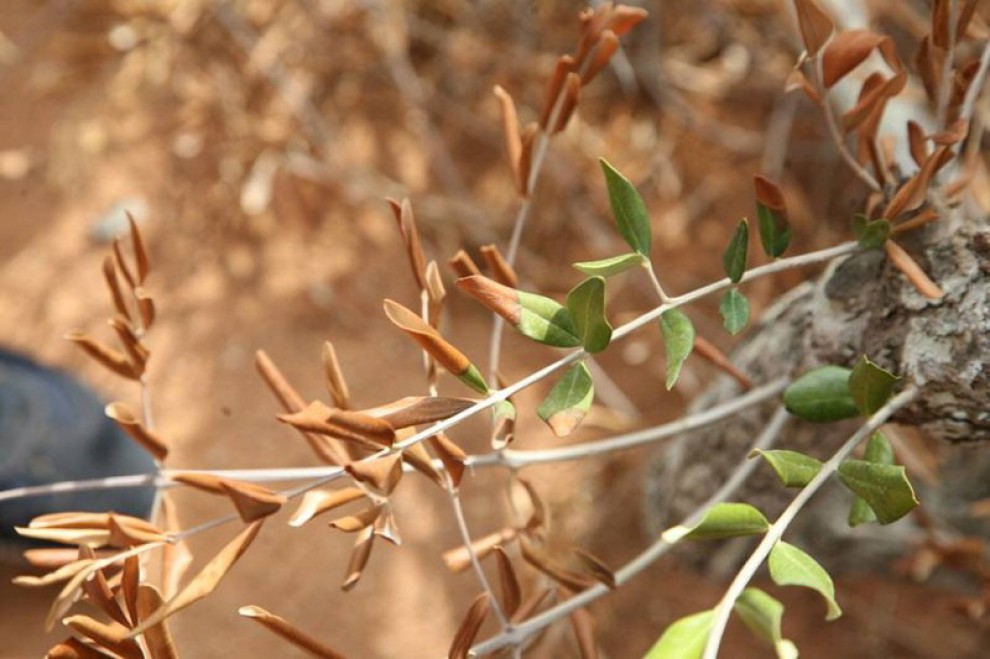 xylella-bruxelles-apre-al-reimpianto-di-ulivi