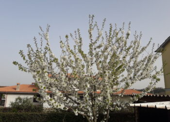xylella-rinvenuto-focolaio-in-toscana