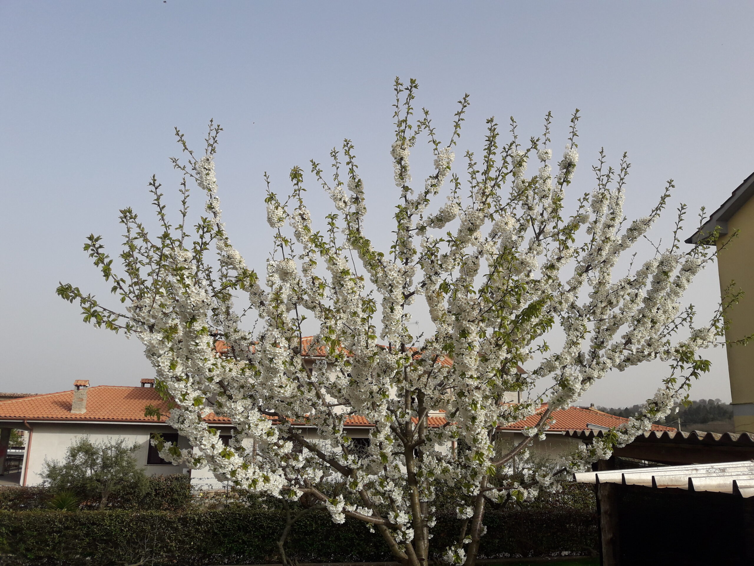 xylella-rinvenuto-focolaio-in-toscana