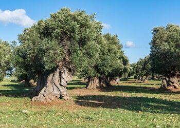 xylella-accolta-proposta-delluci-sulla-rigenerazione-del-patrimonio-olivicolo-pugliese
