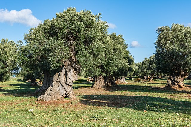 xylella-accolta-proposta-delluci-sulla-rigenerazione-del-patrimonio-olivicolo-pugliese