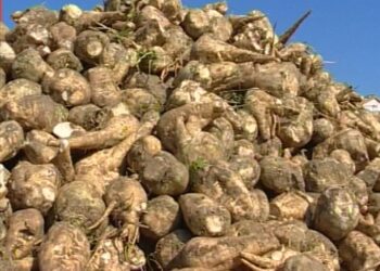 zucchero-il-30-settembre-finisce-il-regime-delle-quote