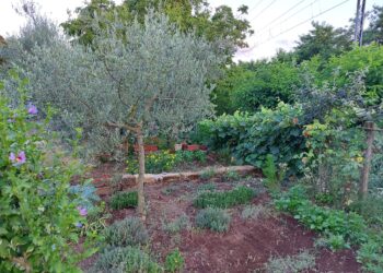 Generazione Terra, nuova misura ISMEA per l’acquisto dei terreni da parte dei giovani.